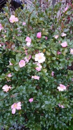 Camelia Als Bonsai (Camellia Sasanqua) 16 Camelia Als Bonsai (Camellia Sasanqua) -Groene Pracht camellia sasangua 4