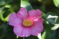 Camelia (Camellia Sasanqua) 21 Camelia (Camellia Sasanqua) -Groene Pracht camellia sasanqua 2 1