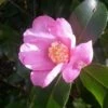 Camelia (Camellia Sasanqua) -Groene Pracht camellia sasanqua 3
