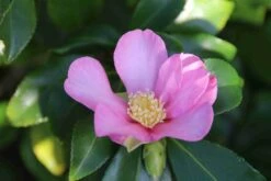 Camelia (Camellia Sasanqua) 23 Camelia (Camellia Sasanqua) -Groene Pracht camellia sasanqua 3 1