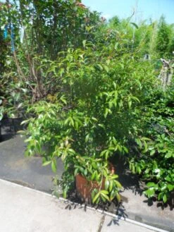 Camelia (Camellia Sasanqua) 18 Camelia (Camellia Sasanqua) -Groene Pracht camellia sasanqua 60 80 100 c25