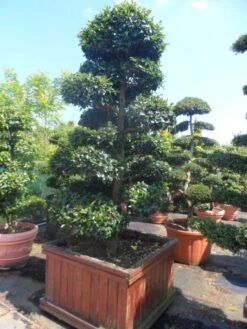 Camelia Als Bonsai (Camellia Sasanqua) 15 Camelia Als Bonsai (Camellia Sasanqua) -Groene Pracht camellia sasanqua bonsai 200 225 houten bak