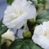 Camelia (Camellia, Wit) 1 Camelia (Camellia, Wit) -Groene Pracht camellia white