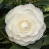 Camelia (Camellia Japonica ‘Perfection White’) 1 Camelia (Camellia Japonica ‘Perfection White’) -Groene Pracht camellia white p