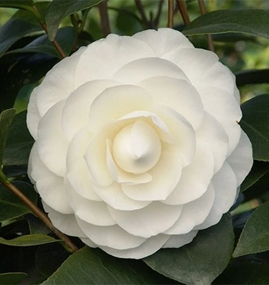 Camelia (Camellia Japonica ‘Perfection White’) 3 Camelia (Camellia Japonica ‘Perfection White’)