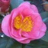 Camelia Als Leivorm (Camellia Japonica 'California') -Groene Pracht camelliacalifornia