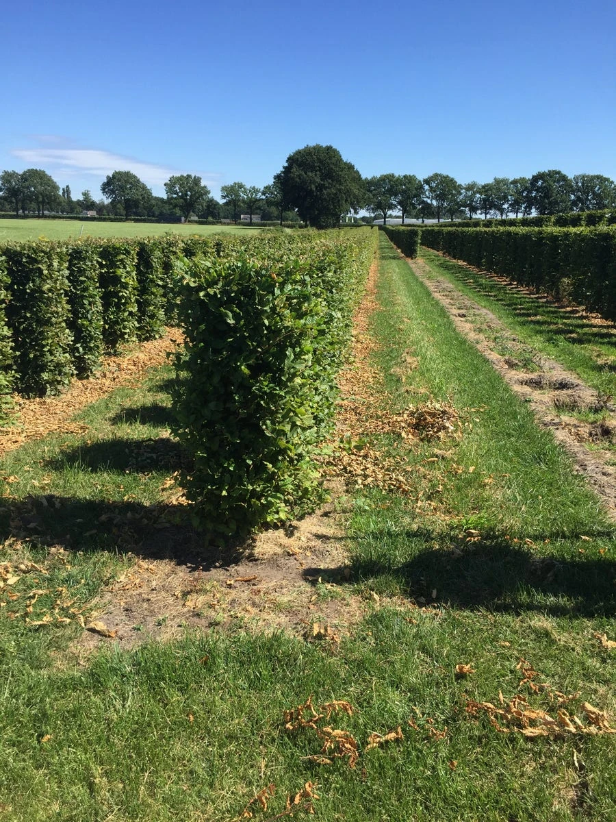 Haagbeuk Als Haagelement (Carpinus Betulus) 13 Haagbeuk Als Haagelement (Carpinus Betulus) - Afbeelding 11