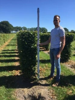 Haagbeuk Als Haagelement (Carpinus Betulus) 33 Haagbeuk Als Haagelement (Carpinus Betulus) -Groene Pracht carpinus betulus 150 x 50 x 50 cm drkl haagelement 1