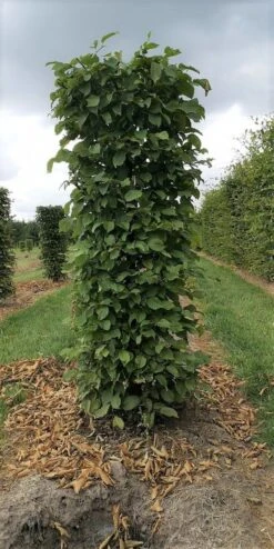 Haagbeuk Als Haagelement (Carpinus Betulus) 36 Haagbeuk Als Haagelement (Carpinus Betulus) -Groene Pracht carpinus betulus 180 x 50 x 50 cm drkl haagelement 1