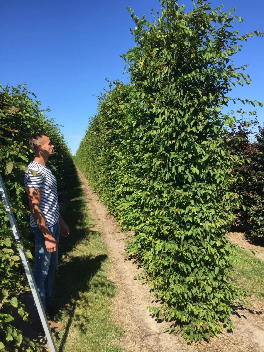 Haagbeuk Als Haagelement (Carpinus Betulus) 8 Haagbeuk Als Haagelement (Carpinus Betulus) - Afbeelding 6