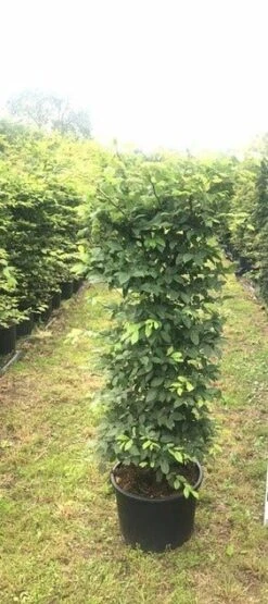 Haagbeuk Als Haagelement (Carpinus Betulus) 38 Haagbeuk Als Haagelement (Carpinus Betulus) -Groene Pracht carpinus betulus h100x50x50
