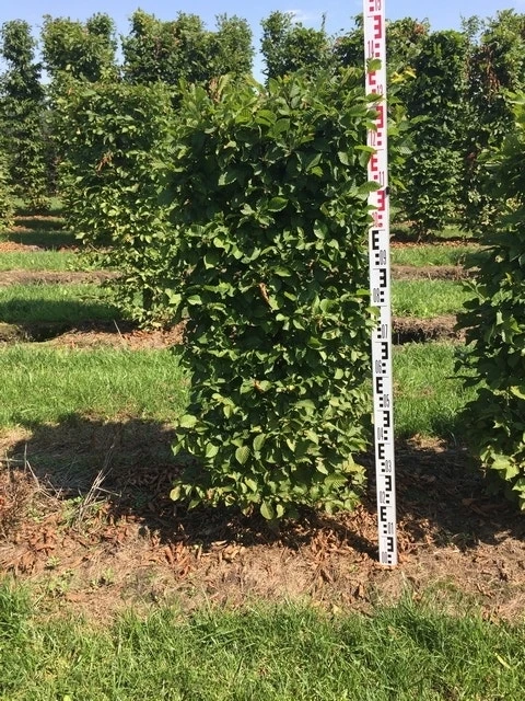 Haagbeuk Als Haagelement (Carpinus Betulus) 4 Haagbeuk Als Haagelement (Carpinus Betulus) - Afbeelding 2
