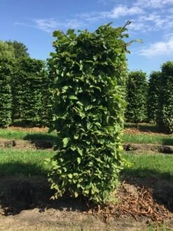 Haagbeuk Als Haagelement (Carpinus Betulus) 25 Haagbeuk Als Haagelement (Carpinus Betulus) -Groene Pracht carpinus betulus h150x60x60cm