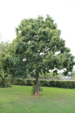 Tamme Kastanje (Castanea Sativa) 23 Tamme Kastanje (Castanea Sativa) -Groene Pracht castanea sativa tamme kastanje 2