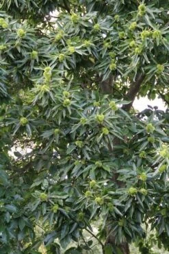 Tamme Kastanje (Castanea Sativa) 19 Tamme Kastanje (Castanea Sativa) -Groene Pracht castanea sativa tamme kastanje 3