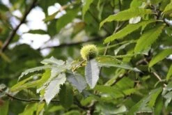 Tamme Kastanje Als Halfstam (Castanea Sativa) -Groene Pracht castanea sativa tamme kastanje 9 1