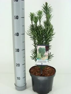 Knoptaxus (Cephalotaxus Harringtonia 'Fastigiata') 10 Knoptaxus (Cephalotaxus Harringtonia 'Fastigiata') -Groene Pracht cephalotaxus harr. fastigiata winter c3 m