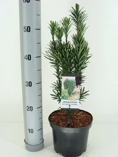 Knoptaxus (Cephalotaxus Harringtonia 'Fastigiata') 5 Knoptaxus (Cephalotaxus Harringtonia 'Fastigiata') - Afbeelding 3