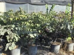 Judasboom Als Struik (Cercis Canadensis 'Forest Pansy') -Groene Pracht cercis canadensis forest pansy 100 125 cm