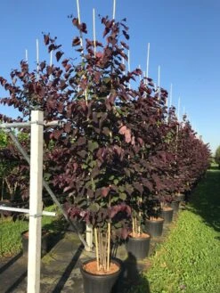 Meerstammige Judasboom (Cercis Canadensis 'Forest Pansy') -Groene Pracht cercis canadensis forest pansy c50 3 stem