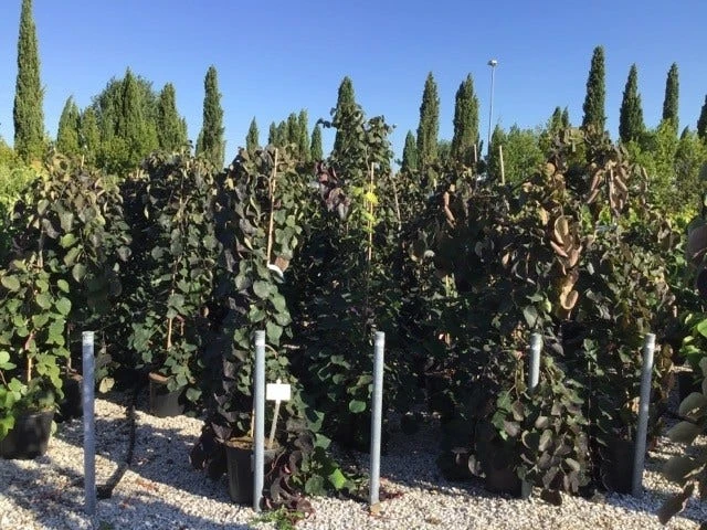 Treur Judasboom (Cercis Canadensis 'Ruby Falls') 4 Treur Judasboom (Cercis Canadensis 'Ruby Falls') - Afbeelding 2