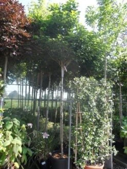 Chinese Judasboom (Cercis Chinensis 'Avondale') 18 Chinese Judasboom (Cercis Chinensis 'Avondale') -Groene Pracht cercis chinensis avondale 10 12 14ho cont