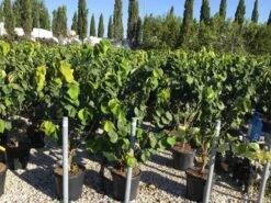 Chinese Judasboom (Cercis Chinensis 'Avondale') 21 Chinese Judasboom (Cercis Chinensis 'Avondale') -Groene Pracht cercis chinensis avondale 100 125 c18