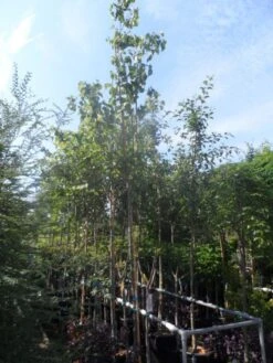 Judasboom (Cercis Siliquastrum) 15 Judasboom (Cercis Siliquastrum) -Groene Pracht cercis siliquastrum 10 12ho cont