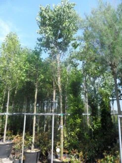 Judasboom (Cercis Siliquastrum) 16 Judasboom (Cercis Siliquastrum) -Groene Pracht cercis siliquastrum 18 20ho cont