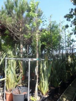 Judasboom (Cercis Siliquastrum) 19 Judasboom (Cercis Siliquastrum) -Groene Pracht cercis siliquastrum alba 10 12ho cont