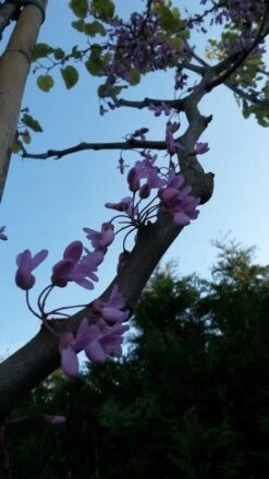 Judasboom (Cercis Siliquastrum) 12 Judasboom (Cercis Siliquastrum) -Groene Pracht cercis sill2