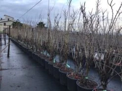 Chinese Judasboom (Cercis Chinensis 'Shirobana') 10 Chinese Judasboom (Cercis Chinensis 'Shirobana') -Groene Pracht cercisshirbana