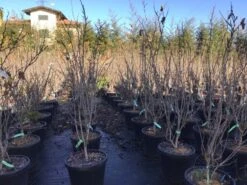 Chinese Judasboom (Cercis Chinensis 'Shirobana') 9 Chinese Judasboom (Cercis Chinensis 'Shirobana') -Groene Pracht cercisshirobana125