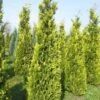 Gele Haagconifeer (Chamaecyparis Lawsoniana 'Ivonne') -Groene Pracht cham l ivonne 250 300 1