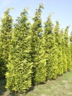 Gele Haagconifeer (Chamaecyparis Lawsoniana 'Ivonne') 16 Gele Haagconifeer (Chamaecyparis Lawsoniana 'Ivonne') -Groene Pracht cham l ivonne 400 450 1