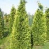 Gele Haagconifeer (Chamaecyparis Lawsoniana 'Stardust') -Groene Pracht cham stardust 250 1