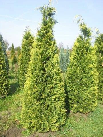 Gele Haagconifeer (Chamaecyparis Lawsoniana 'Stardust') 3 Gele Haagconifeer (Chamaecyparis Lawsoniana 'Stardust')