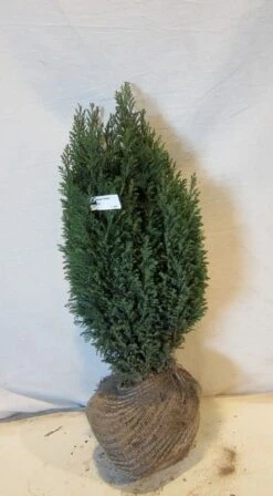 Cypres (Chamaecyparis Lawsoniana 'Ellwoodii') 14 Cypres (Chamaecyparis Lawsoniana 'Ellwoodii') -Groene Pracht chamacyparislellwoodii050 060