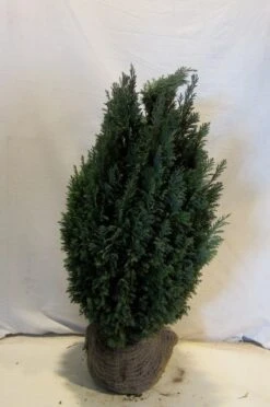 Cypres (Chamaecyparis Lawsoniana 'Ellwoodii') 15 Cypres (Chamaecyparis Lawsoniana 'Ellwoodii') -Groene Pracht chamacyparislellwoodii060 080