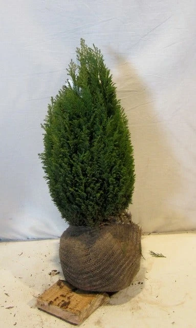 Cypres (Chamaecyparis Lawsoniana 'Ellwoodii') 6 Cypres (Chamaecyparis Lawsoniana 'Ellwoodii') - Afbeelding 4