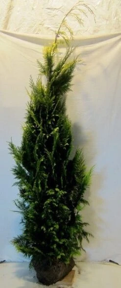 Gele Haagconifeer (Chamaecyparis Lawsoniana 'Ivonne') 22 Gele Haagconifeer (Chamaecyparis Lawsoniana 'Ivonne') -Groene Pracht chamacyparislivonne175 200