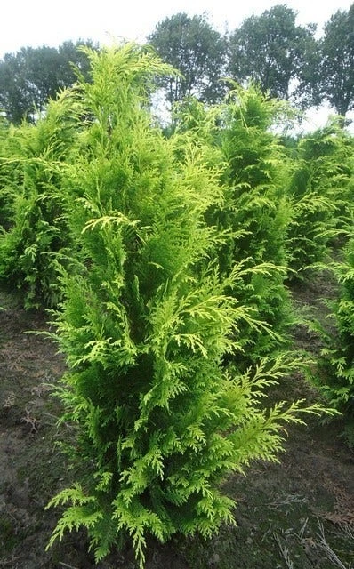 Gele Haagconifeer (Chamaecyparis Lawsoniana 'Stardust') 7 Gele Haagconifeer (Chamaecyparis Lawsoniana 'Stardust') - Afbeelding 5