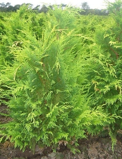 Gele Haagconifeer (Chamaecyparis Lawsoniana 'Stardust') 6 Gele Haagconifeer (Chamaecyparis Lawsoniana 'Stardust') - Afbeelding 4