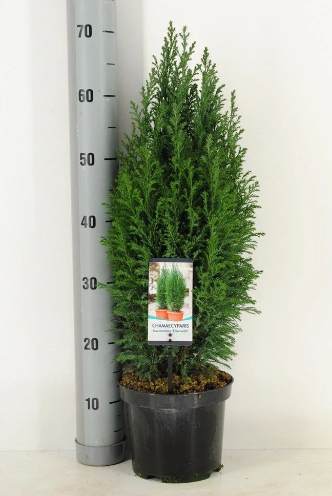 Cypres (Chamaecyparis Lawsoniana 'Ellwoodii') 9 Cypres (Chamaecyparis Lawsoniana 'Ellwoodii') - Afbeelding 7