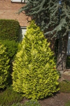 Gele Haagconifeer (Chamaecyparis Lawsoniana 'Ivonne') 25 Gele Haagconifeer (Chamaecyparis Lawsoniana 'Ivonne') -Groene Pracht chamaecyparis law. ivonne