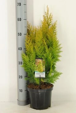Gele Haagconifeer (Chamaecyparis Lawsoniana 'Ivonne') 23 Gele Haagconifeer (Chamaecyparis Lawsoniana 'Ivonne') -Groene Pracht chamaecyparis law. ivonne c3 m