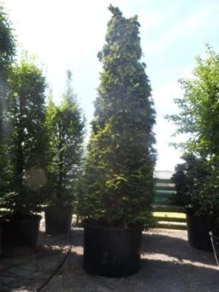 Gele Haagconifeer (Chamaecyparis Lawsoniana 'Ivonne') 20 Gele Haagconifeer (Chamaecyparis Lawsoniana 'Ivonne') -Groene Pracht chamaecyparis lawsoniana ivonne 500 600 c750