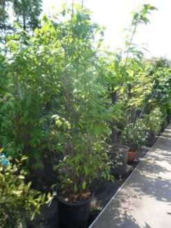 Winterzoet (Chimonanthus Praecox) 10 Winterzoet (Chimonanthus Praecox) -Groene Pracht chimonanthus praecox 175 200 250 c50