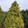 Cypres (Chamaecyparis Lawsoniana 'Golden Wonder') 2 Cypres (Chamaecyparis Lawsoniana 'Golden Wonder') -Groene Pracht chlgwond 3