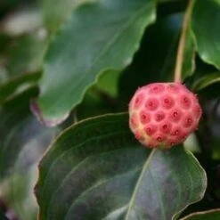 Kornoelje (Cornus Kousa 'China Girl') 30 Kornoelje (Cornus Kousa 'China Girl') -Groene Pracht cornus kousa china girl